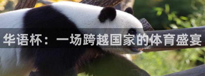 世界杯2026赛制:华语杯:一场跨越国家的体育盛宴